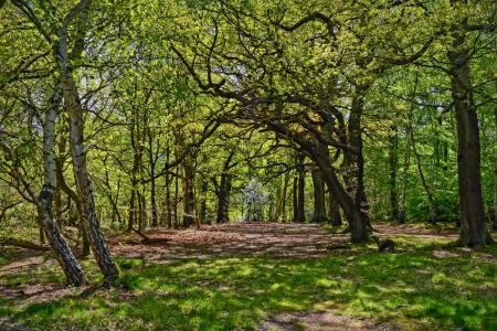 Forest scene with lots of trees with green leaves, looking through the clearing