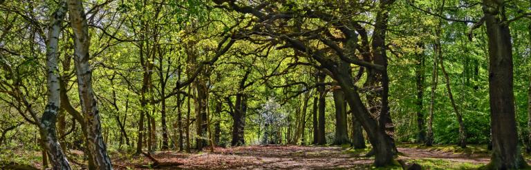 Forest scene with lots of trees with green leaves, looking through the clearing