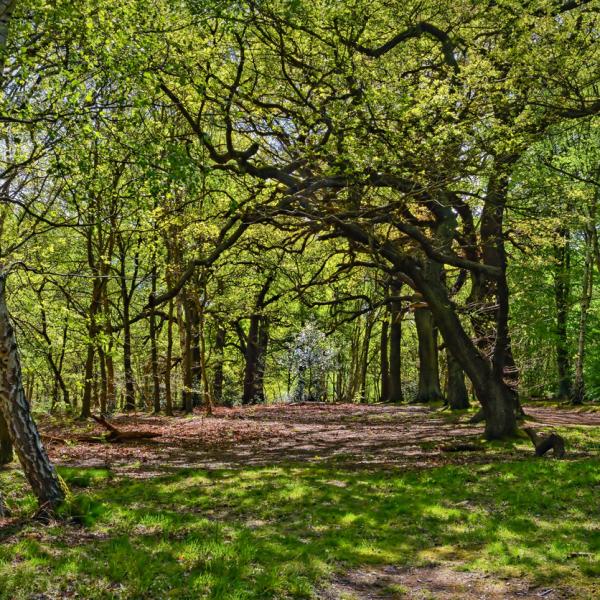 Forest scene with lots of trees with green leaves, looking through the clearing
